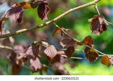 1,729 Corylus Avellana Leaves Images, Stock Photos & Vectors | Shutterstock