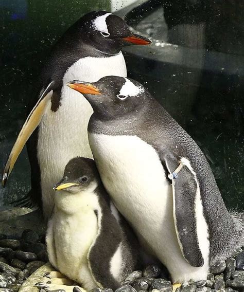 Scientists explore the evolution of animal homosexuality | Imperial