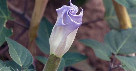 Sacred Datura is poisonous perennial