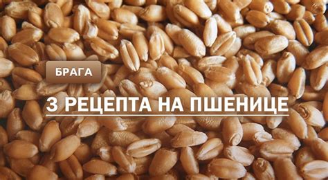 Брага на пшенице: 3 рецепта в домашних условиях