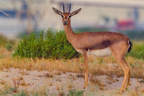 Wild Gazelle living in desert on outskirts of Dubai - Animal - Photo.net