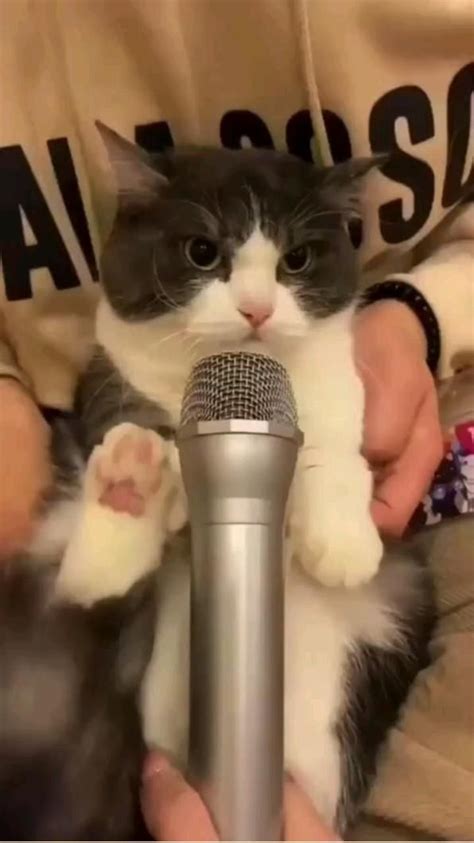 cat song🎤 credit to @alraqi7 | Funny animal videos, Cat memes, Funny ...