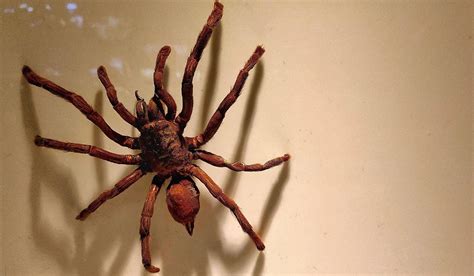 worlds biggest spider