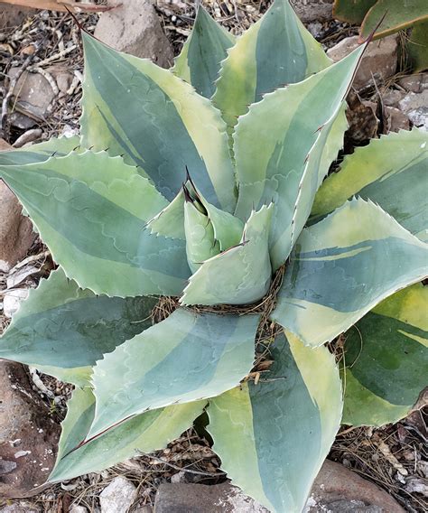 Plants from Mexico for the Southwest - Fine Gardening