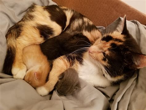 Found a mom cat and 3 kittens in a box outside my apartment and took