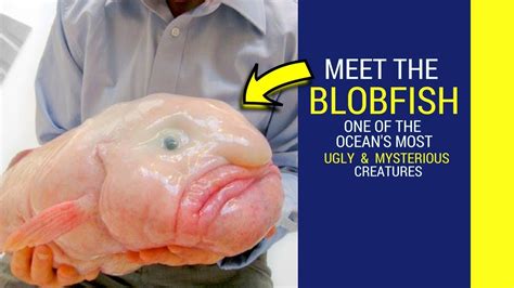 Blobfish facts for kids Blobfish looks like a human - YouTube