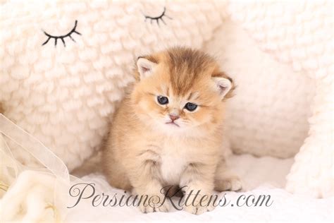 Little Fox - Rose Gold Short Hair Persian - MalePersian Kittens For