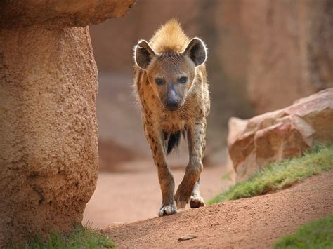 baby laughing hyena