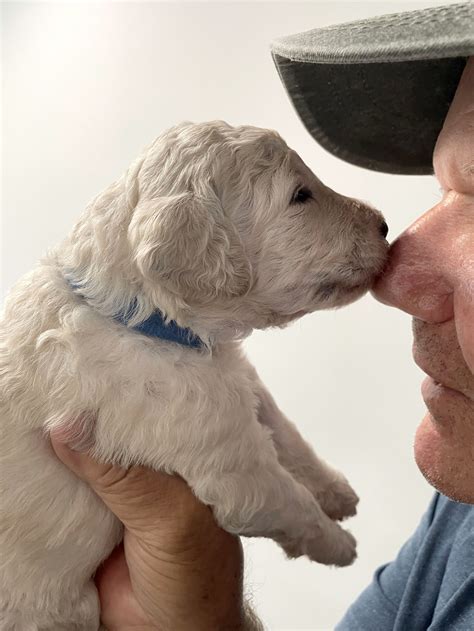 Current Litters — Paloma Standard Poodles