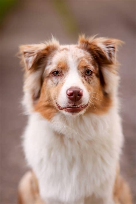 Fluffy Australian Shepherd on a Leash OutdoorsFree Stock Photo