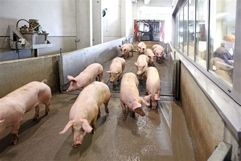 finishers archives pig progress