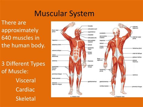 body systems powerpoint    id