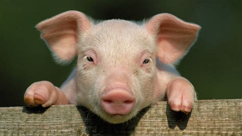 Download Climbing Pig Close-Up Wallpaper | Wallpapers.com