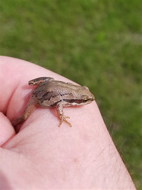 Found this boreal chorus frog while cutting grass. I moved him to a