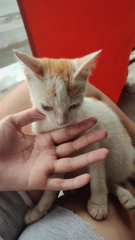 petting a smol shy bebi stray : r/PHhandsgonewild