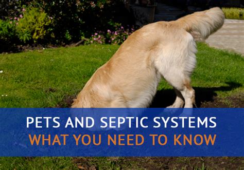 Pets and Septic Systems - What You Need to Know - Advanced Septic Services