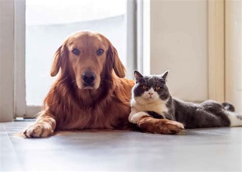 Pets Allowed vs. Pet-Friendly: You Need to Know the Difference ...