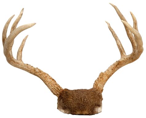 Pair of Mounted White-tailed Deer Antlers For Sale at 1stDibs