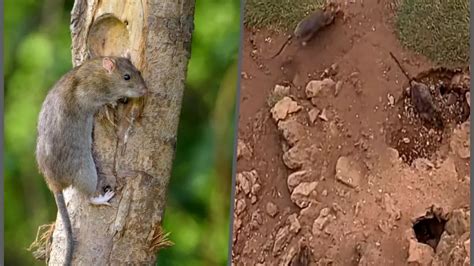 orasul din europa invadat de sobolani gigantici unii sunt de marimea