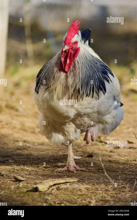 big chicken breeds