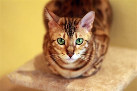 What Color Eyes Do Bengal Cats Have? | Bengal Cat Republic