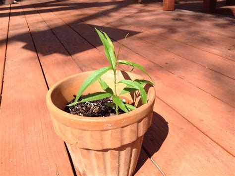 how to grow a peach tree 12