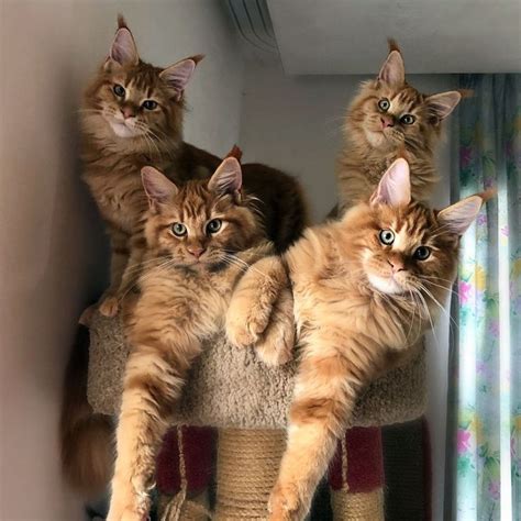 348 best Maine Coon cat images on Pinterest | Kitten, Kittens and Maine ...