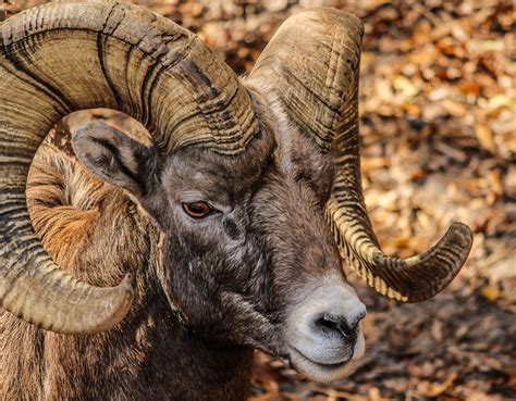 bighorn sheep  stock photo public domain pictures