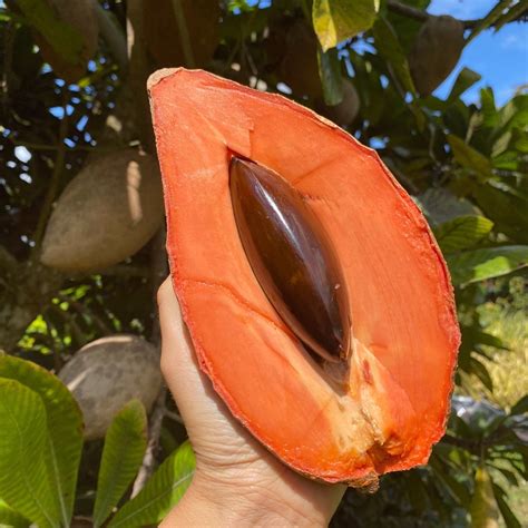 color mamey 2