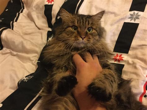 Котенька | Пикабу