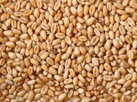FEED WHEAT - Central Farm Supply