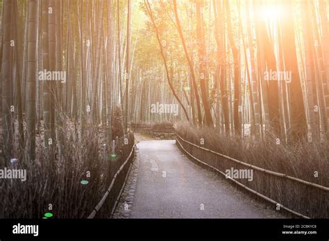 Sagano bamboo forest, Kyoto, Japan Stock Photo - Alamy