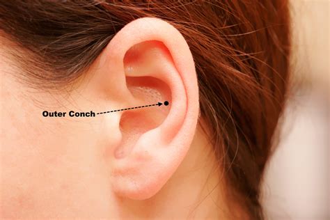 conch piercing  history  healing jewelry guide