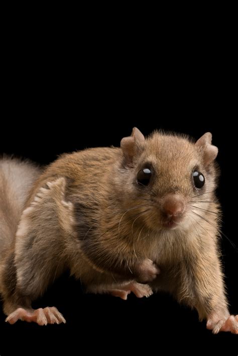 Northern Flying Squirrel Pet