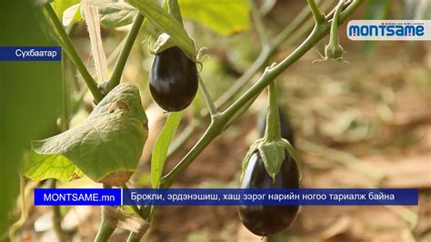 Брокли, эрдэнэшиш, хаш зэрэг нарийн ногоо тариалж байна - YouTube
