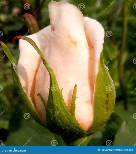 A Beautiful Bud is Not Blooming Roses Stock Photo - Image of lily