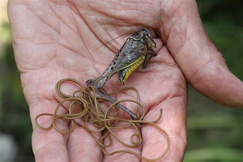 Horsehair Worm | This is the most extraordinary creature. We… | Flickr