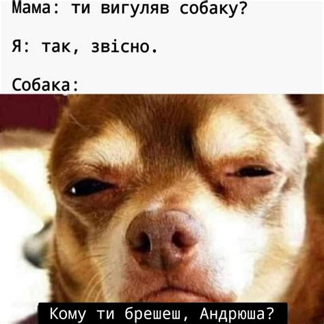 Меми про собак українською | Memes, Humor, Dogs