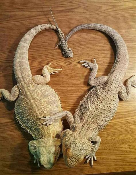Pin by Derek on Bearded Dragon Pet | Baby bearded dragon, Bearded ...