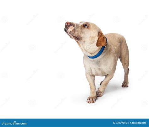 Scared Dog Looking Up and Cowering Stock Image - Image of timid, white ...