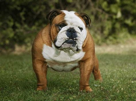 bulldog dac diem cach cham soc bang gia sieu pet