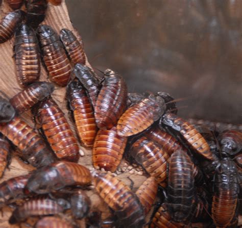 adw cockroachjpg