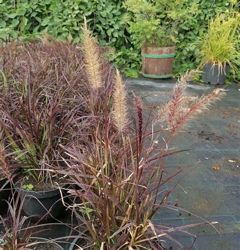Pennisetum setaceum 'Rubrum’ – Szkółka Roślin Ozdobnych Niemczyk