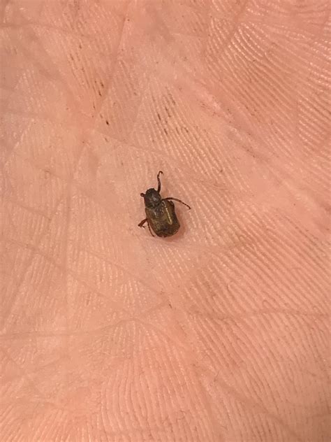 Bed bug? Found in shower. Only one we have seen. : Bedbugs