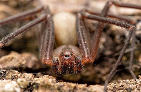 The Deadliest Spiders in the World - WorldAtlas