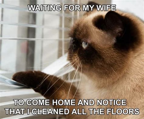 Waiting Cat Meme