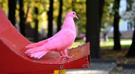Рожевий голуб: фото, опис породи, існує дана птах – Корисні поради на ...