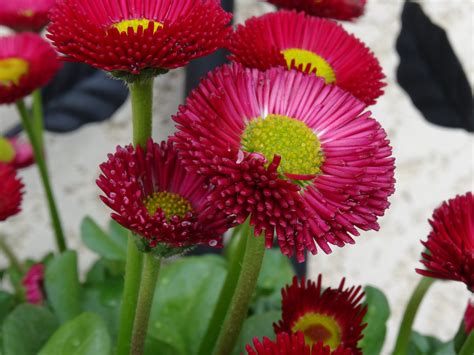 Free Images : nature, flower, petal, rose, spring, botany, garden