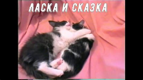 котята близняшки обнимаются - YouTube