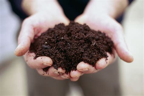 What Is Acidic Soil?